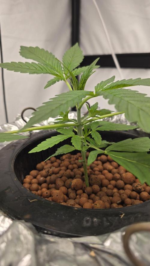 Red Hot Cookies DWC. Week 4