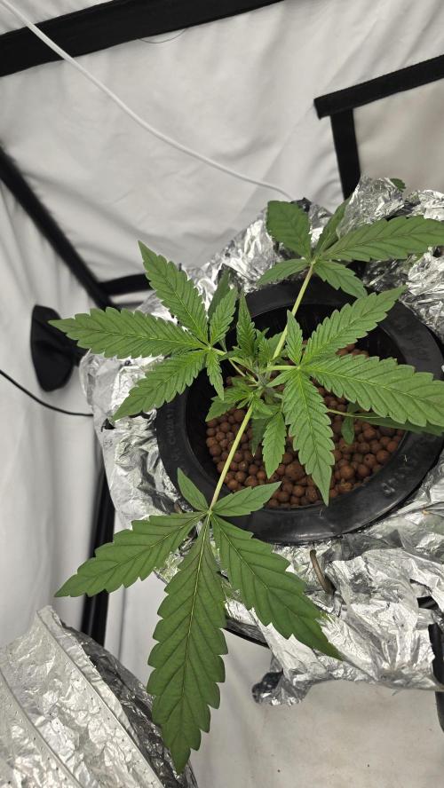 Red Hot Cookies DWC. Week 4