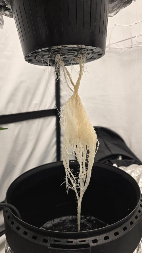 Sativa Dream DWC. Week 6