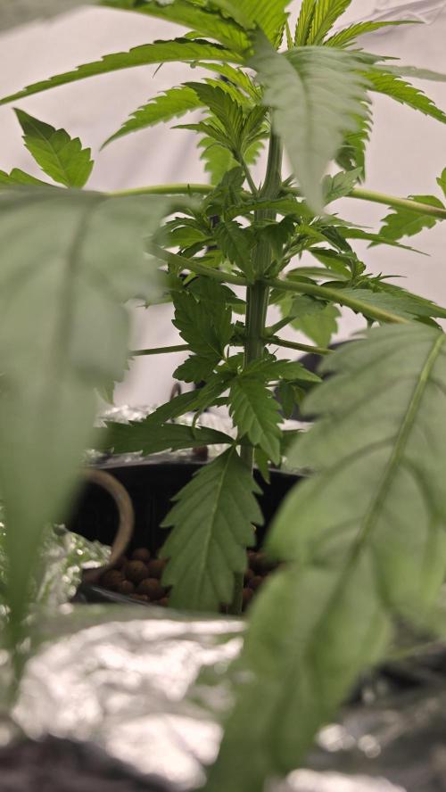 Sativa Dream DWC. Week 6