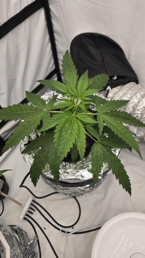 Sativa Dream DWC. Week 6