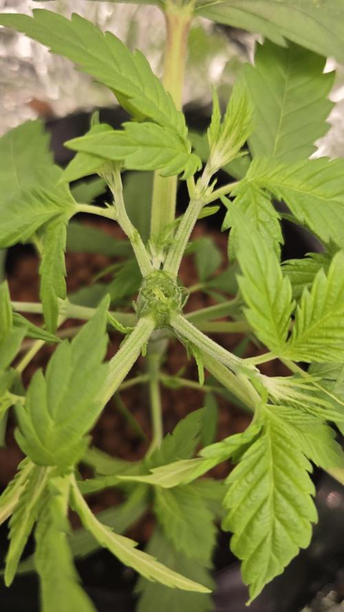 Sativa Dream DWC. Week 6 - Wow nice I will have 4 with 1 toping miracle 