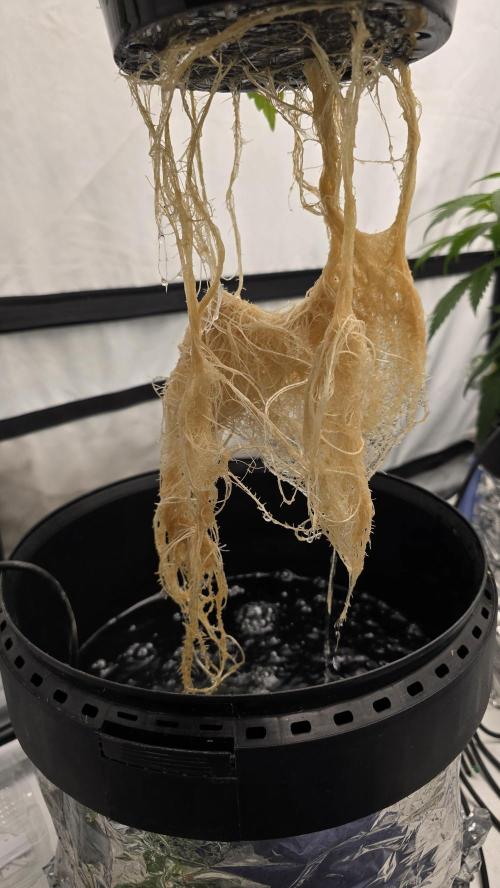 LSD-25 AUTO DWC. Week 10