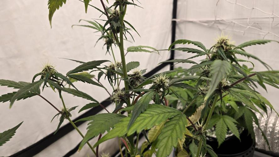 LSD-25 AUTO DWC. Week 10