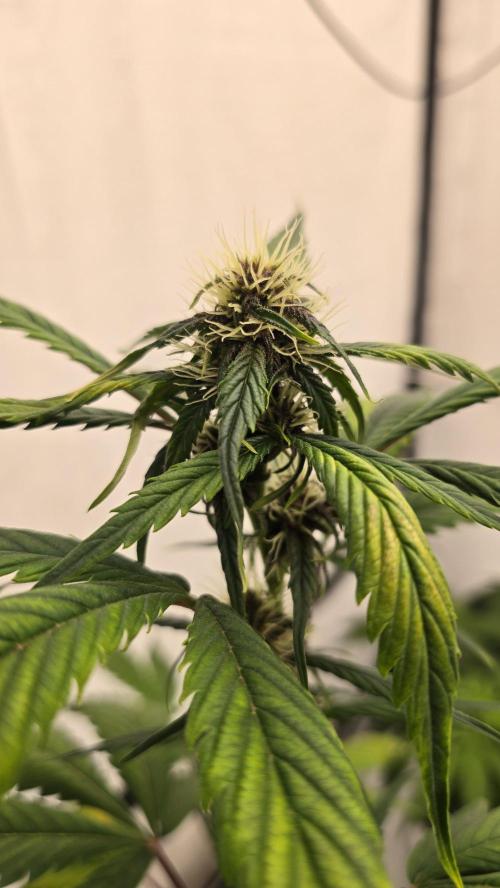 LSD-25 AUTO DWC. Week 10