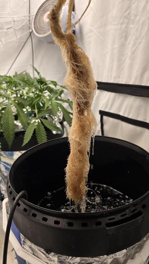 Purple Mandarine Auto DWC. Week 10