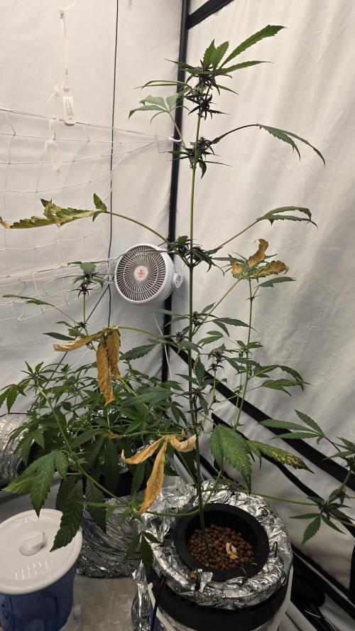 Purple Mandarine Auto DWC. Week 10