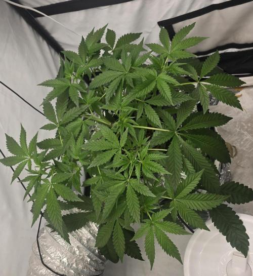 Red Hot Cookies DWC. Week 10