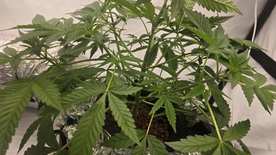 Red Hot Cookies DWC. Week 10