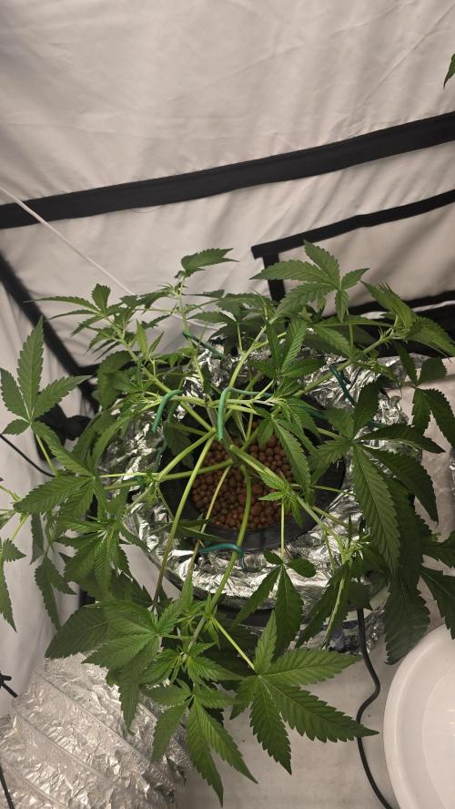 Red Hot Cookies DWC. Week 10