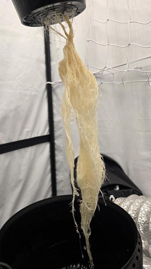 Sativa Dream DWC. Week 10