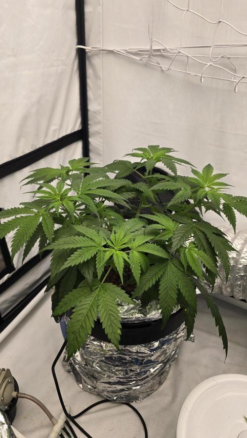 Sativa Dream DWC. Week 10