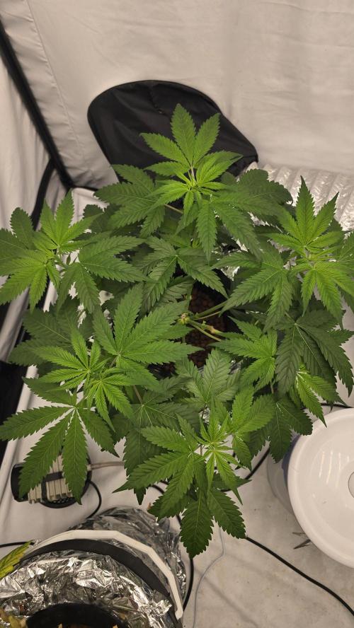 Sativa Dream DWC. Week 10