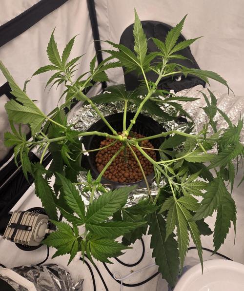 Sativa Dream DWC. Week 10