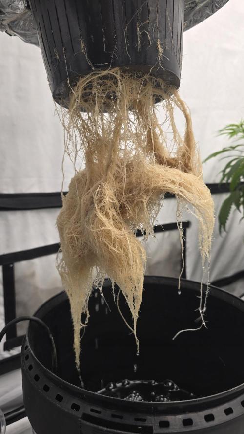 LSD-25 AUTO DWC. Week 12