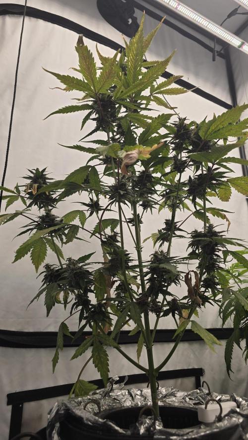 LSD-25 AUTO DWC. Week 12