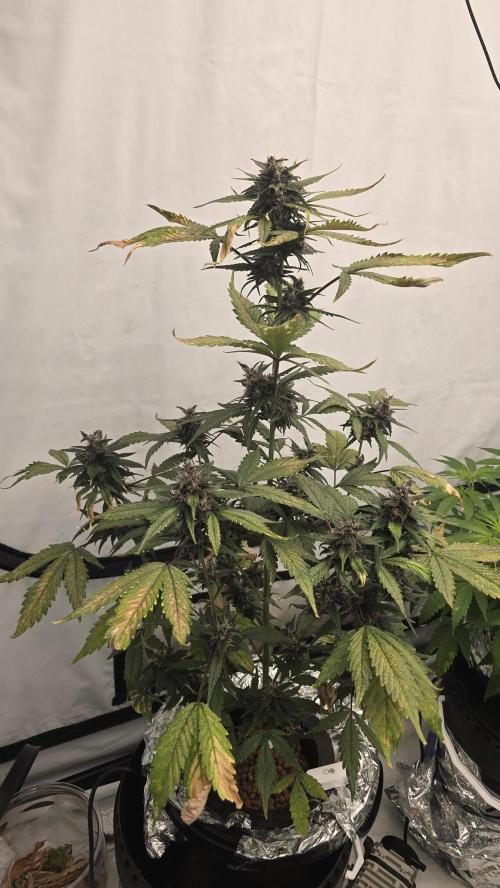 LSD-25 AUTO DWC. Week 12