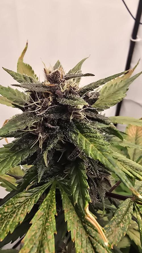 LSD-25 AUTO DWC. Week 12