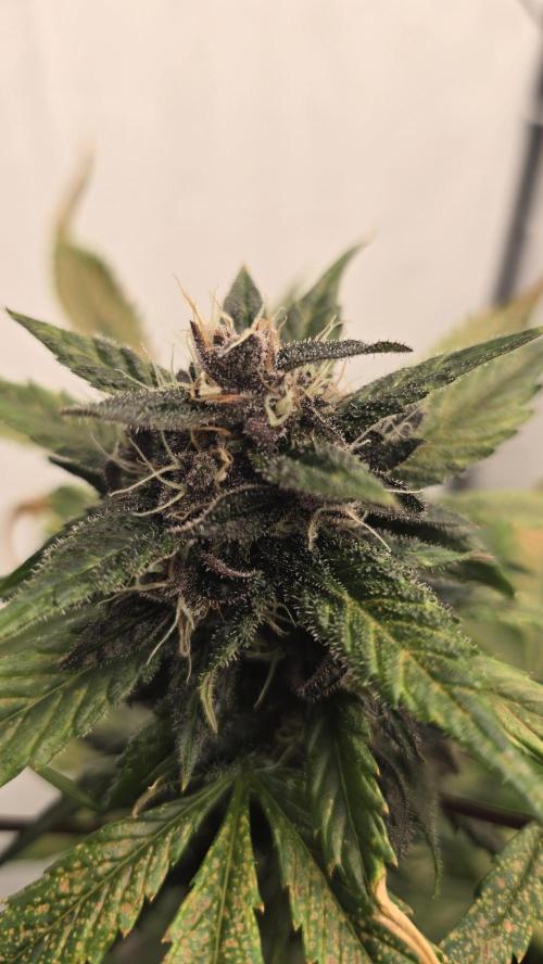LSD-25 AUTO DWC. Week 12