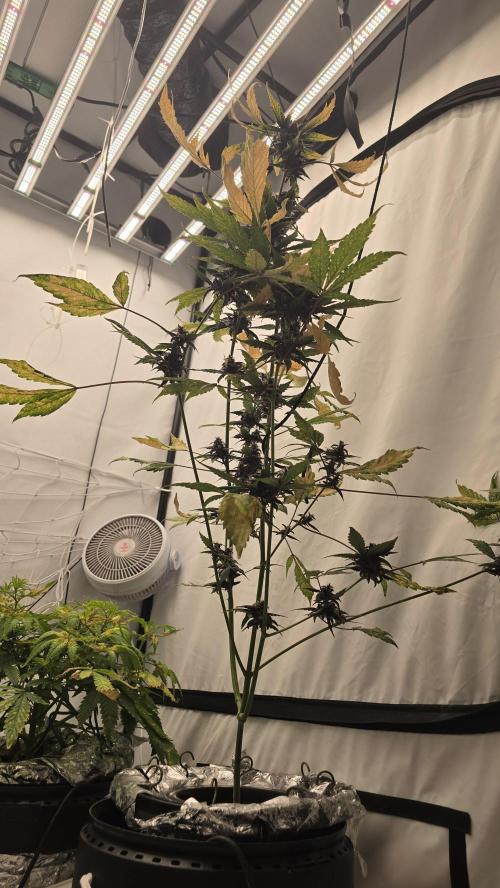 Purple Mandarine Auto DWC. Week 13