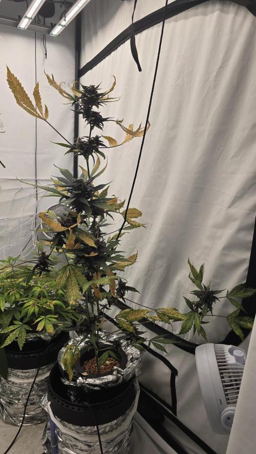 Purple Mandarine Auto DWC. Week 13