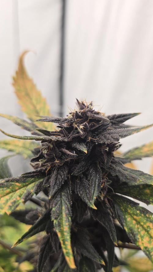 Purple Mandarine Auto DWC. Week 13