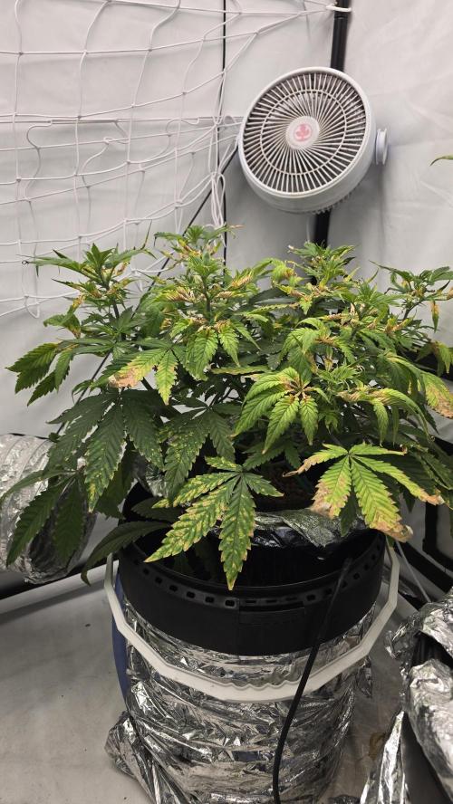 Red Hot Cookies DWC. Week 12