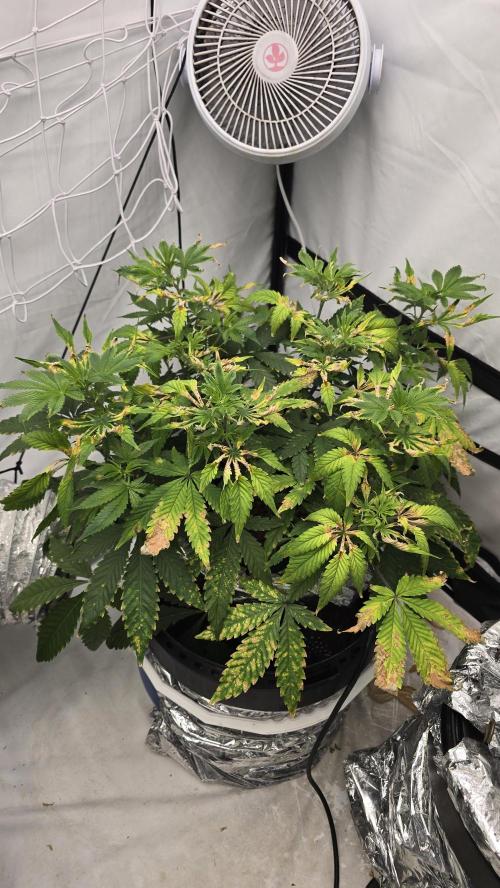 Red Hot Cookies DWC. Week 12