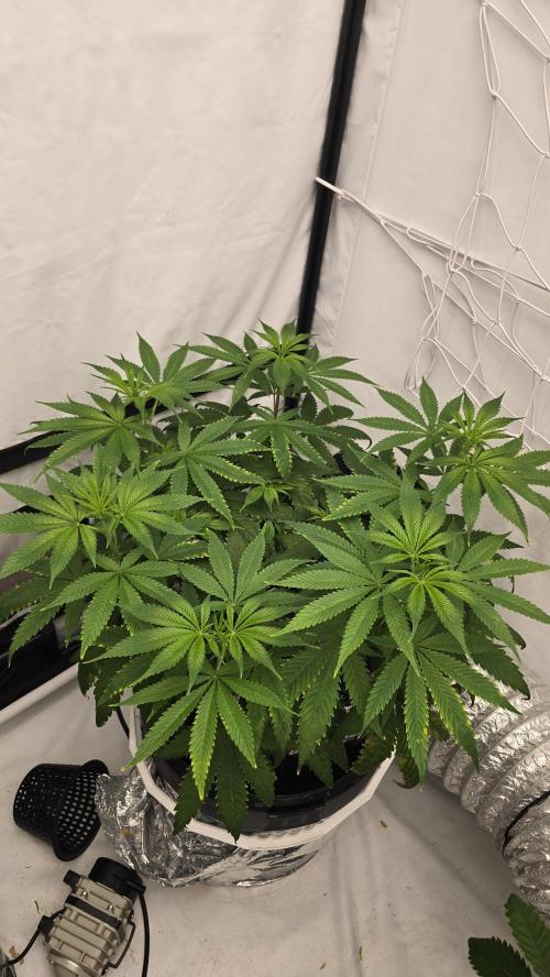 Sativa Dream DWC. Week 12
