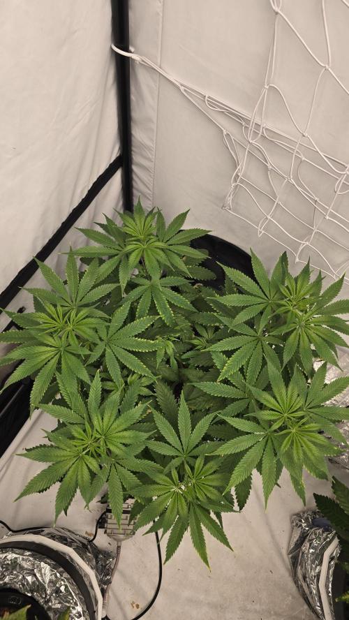 Sativa Dream DWC. Week 12