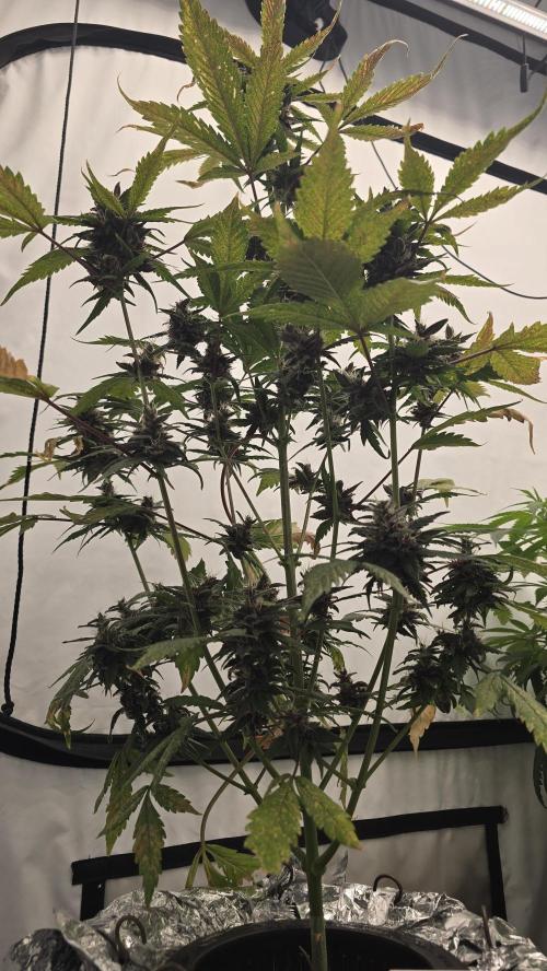 LSD-25 AUTO DWC. Week 13