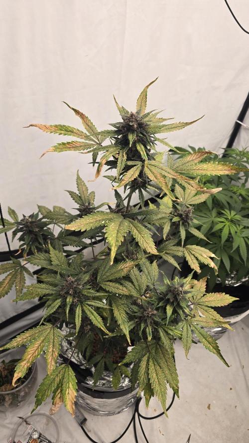 LSD-25 AUTO DWC. Week 13