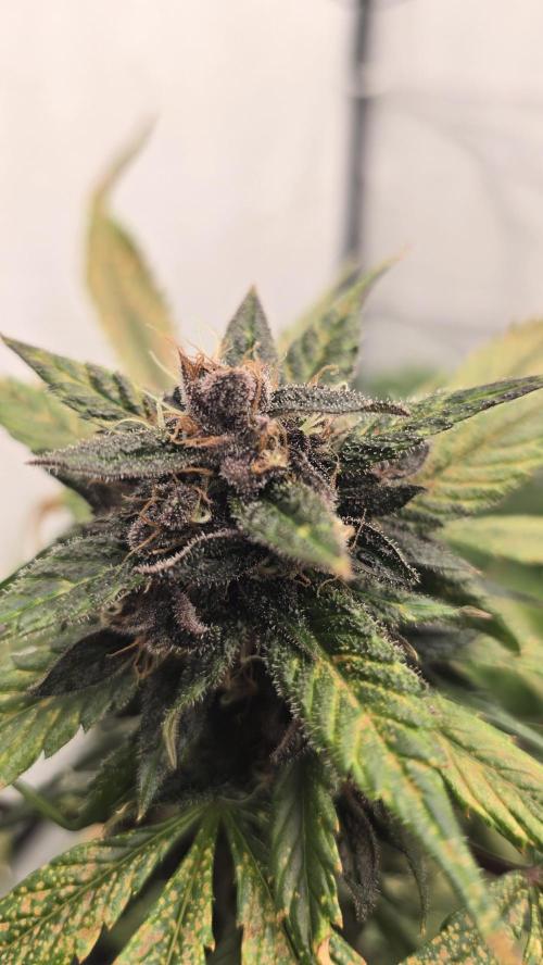 LSD-25 AUTO DWC. Week 13