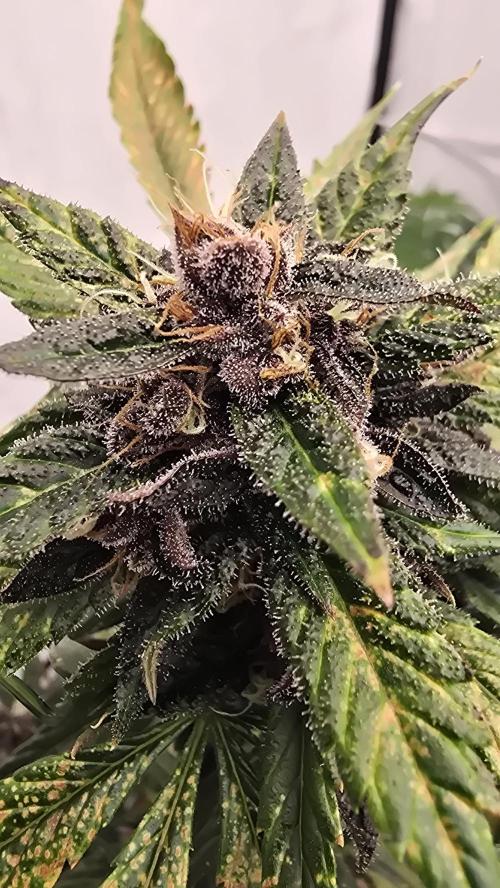 LSD-25 AUTO DWC. Week 13