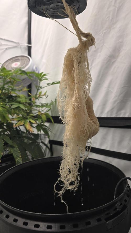 Purple Mandarine Auto DWC. Week 14
