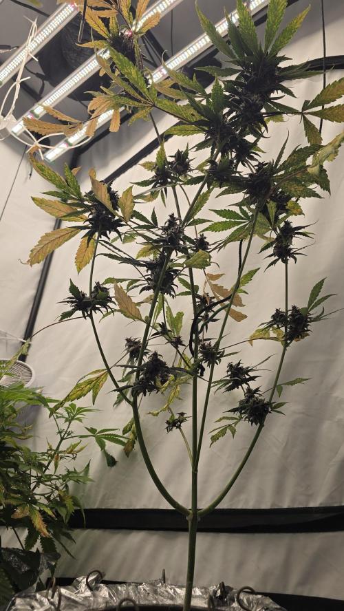 Purple Mandarine Auto DWC. Week 14
