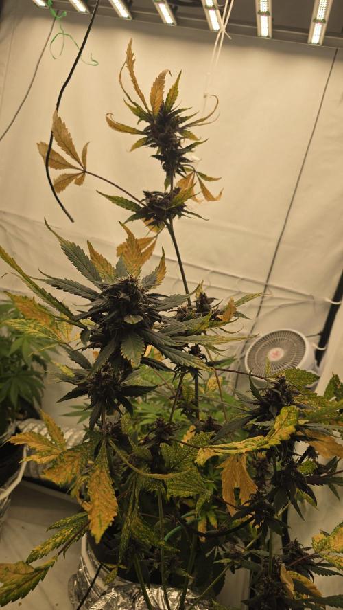 Purple Mandarine Auto DWC. Week 14