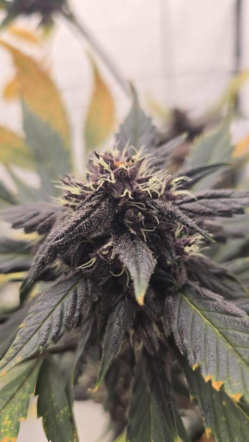 Purple Mandarine Auto DWC. Week 14