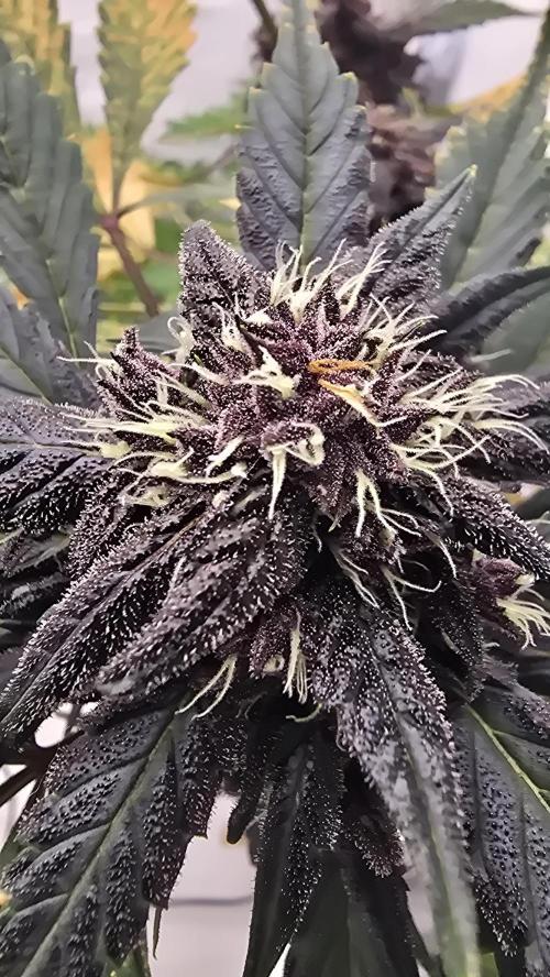 Purple Mandarine Auto DWC. Week 14