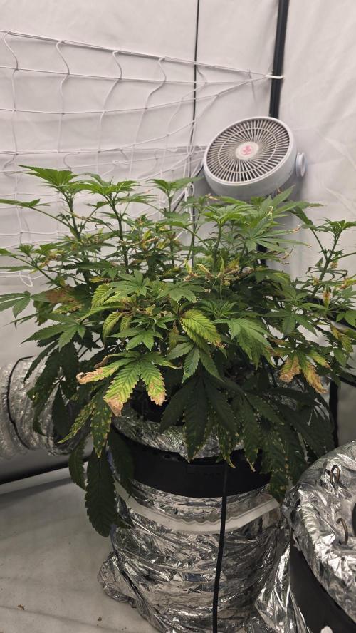 Red Hot Cookies DWC. Week 13