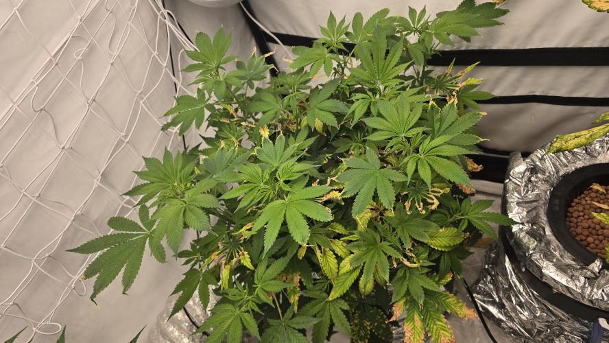 Red Hot Cookies DWC. Week 13