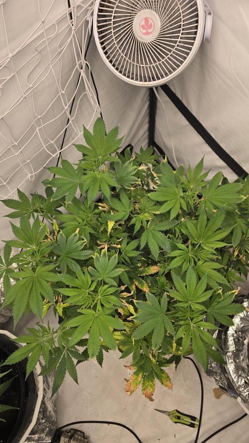 Red Hot Cookies DWC. Week 13