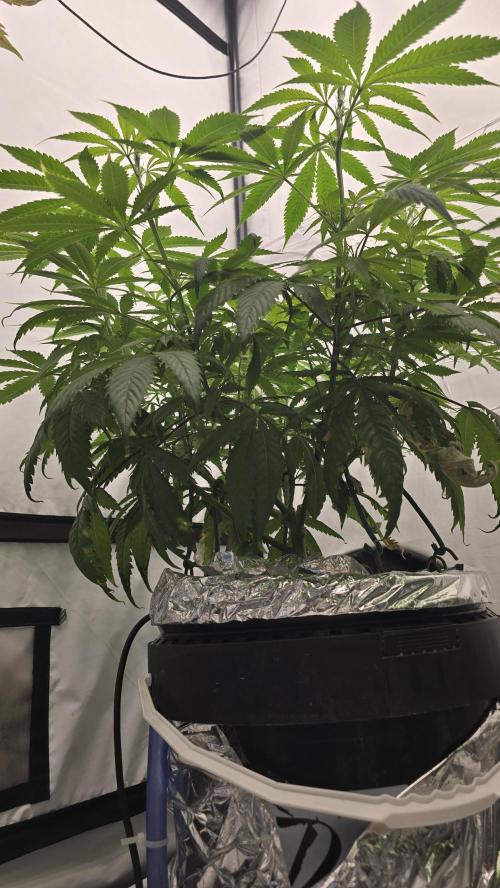 Sativa Dream DWC. Week 13