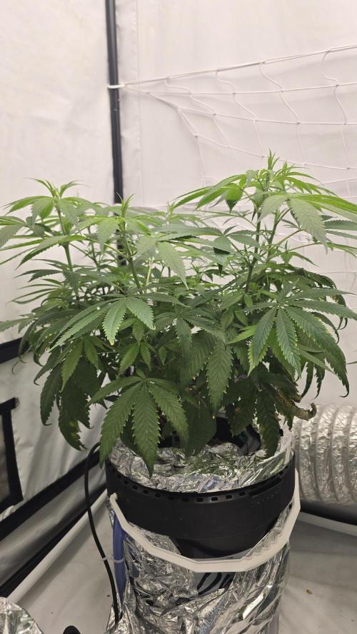Sativa Dream DWC. Week 13