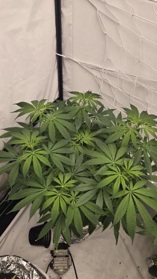 Sativa Dream DWC. Week 13