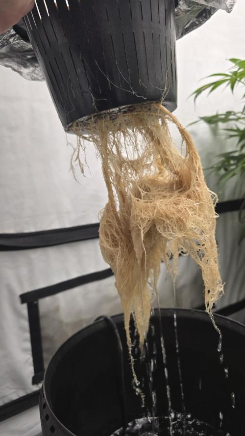 LSD-25 AUTO DWC. Week 14