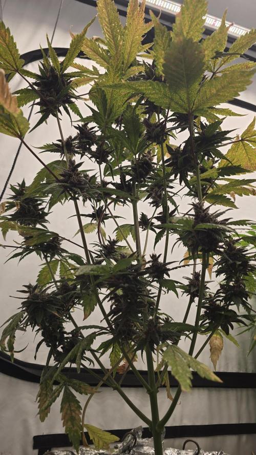 LSD-25 AUTO DWC. Week 14