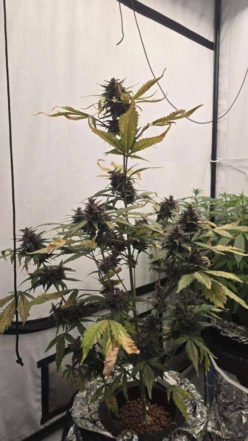 LSD-25 AUTO DWC. Week 14