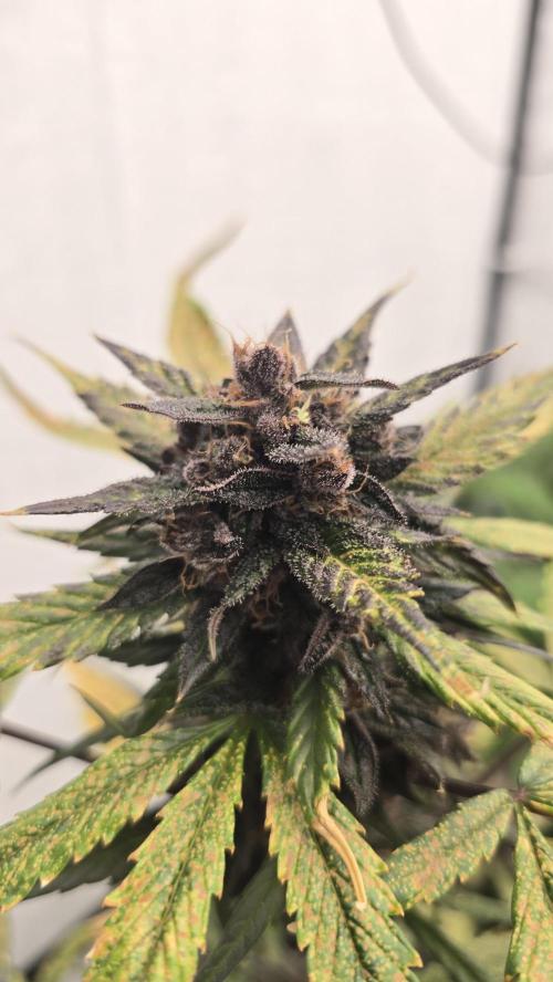 LSD-25 AUTO DWC. Week 14