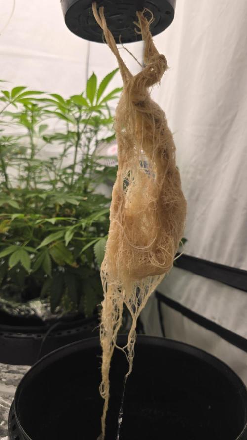 Purple Mandarine Auto DWC. Week 15